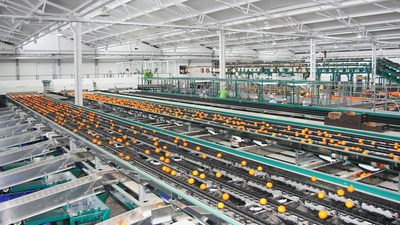 Areal view of sizing machine sorting oranges