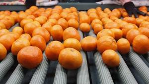 Oranges on rolling assembly line